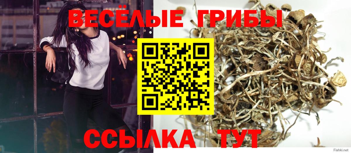 Галлюциногенные грибы Psilocybe  купить наркотики цена  Вход с VPN  Шебекино  Галлюциногенные грибы ЛСД 