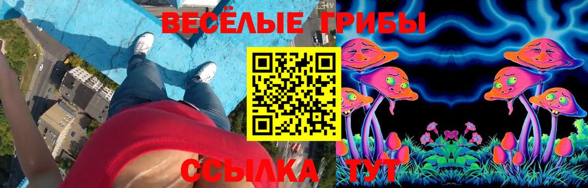 Псилоцибиновые грибы Psilocybine cubensis Шебекино